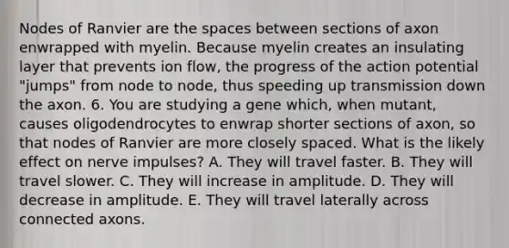 Nodes of Ranvier are <a href='https://www.questionai.com/knowledge/k0Lyloclid-the-space' class='anchor-knowledge'>the space</a>s between sections of axon enwrapped with myelin. Because myelin creates an insulating layer that prevents ion flow, the progress of the action potential "jumps" from node to node, thus speeding up transmission down the axon. 6. You are studying a gene which, when mutant, causes oligodendrocytes to enwrap shorter sections of axon, so that nodes of Ranvier are more closely spaced. What is the likely effect on nerve impulses? A. They will travel faster. B. They will travel slower. C. They will increase in amplitude. D. They will decrease in amplitude. E. They will travel laterally across connected axons.