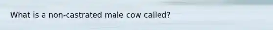 What is a non-castrated male cow called?