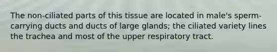 The non-ciliated parts of this tissue are located in male's sperm-carrying ducts and ducts of large glands; the ciliated variety lines the trachea and most of the upper respiratory tract.