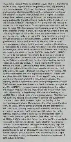 •Non-cyclic (linear) When an electron leaves PSII, it is transferred first to a small organic molecule (plastoquinone, Pq), then to a cytochrome complex (Cyt), and finally to a copper-containing protein called plastocyanin (Pc). As the electron moves through this electron transport chain, it goes from a higher to a lower energy level, releasing energy. Some of the energy is used to pump protons H+ from the stroma (outside of the thylakoid) into the thylakoid interior. This transfer H+ along with the release of H+ for the splitting of water, forms a proton gradient that will be used to make ATP. Once an electron has gone down the first leg of the electron transport chain, it arrives at PSI, where it joins the chlorophyll a special pair called P700. Because electrons have lost energy prior to their arrival at PSI, they must be re-energized through absorption of another photon. Excited P700 is a very good electron donor, and it sends its electron down a short electron transport chain. In this series of reactions, the electron is first passed to a protein called ferredoxin (Fd), then transferred to an enzyme called NADP reductase. NADP reductase transfers electrons to the electron carrier NADP to make NADPH. NADPH will travel to the Calvin cycle, where its electrons are used to build sugars from carbon dioxide. The other ingredient needed by the Calvin cycle is ATP, and this too is provided by the light reactions. As we saw above, H​+ build inside the thylakoid interior and make a concentration gradient. Protons "want" to diffuse back down the gradient and into the stroma, and their only route of passage is through the enzyme ATP synthase. ATP synthase harnesses the flow of protons to make ATP from ADP and phosphate (Pi). This process of making ATP using energy stored in a chemical gradient is called chemiosmosis. The pathway above is sometimes called linear photophosphorylation. That's because electrons travel in a line from water through PSII and PSI to NADPH. •In some cases, electrons break this pattern and instead loop back to the first part of the electron transport chain, repeatedly cycling through PSI instead of ending up in NADPH. This is called cyclic photophosphorylation. After leaving PSI, cyclically flowing electrons travel back to the cytochrome complex (Cyt) or plastoquinone (Pq) in the first leg of the electron transport chain. The electrons then flow down the chain to PSI as usual, driving proton pumping and the production of ATP. The cyclic pathway does not make NADPH, since electrons are routed away from NADP reductase. Why does the cyclic pathway exist? At least in some cases, chloroplasts seem to switch from linear to cyclic electron flow when the ratio of NADPH to NADP+ is too high (when too little NADP+ is available to accept electrons). In addition, cyclic electron flow may be common in photosynthetic cell types with especially high ATP needs (such as the sugar-synthesizing bundle-sheath cells of plants that carry out C4 photosynthesis. Finally, cyclic electron flow may play a photoprotective role, preventing excess light from damaging photosystem proteins and promoting repair of light-induced damage.