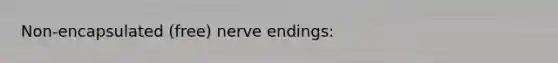 Non-encapsulated (free) nerve endings: