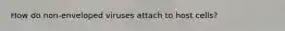 How do non-enveloped viruses attach to host cells?