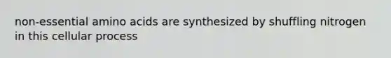 non-essential amino acids are synthesized by shuffling nitrogen in this cellular process