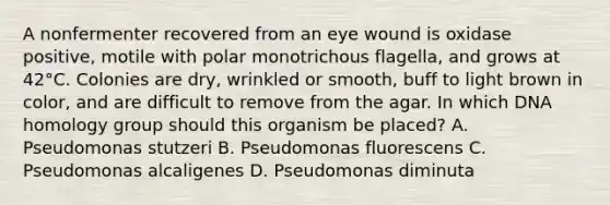 A nonfermenter recovered from an eye wound is oxidase positive, motile with polar monotrichous flagella, and grows at 42°C. Colonies are dry, wrinkled or smooth, buff to light brown in color, and are difficult to remove from the agar. In which DNA homology group should this organism be placed? A. Pseudomonas stutzeri B. Pseudomonas fluorescens C. Pseudomonas alcaligenes D. Pseudomonas diminuta