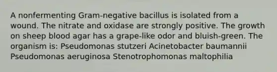 A nonfermenting Gram-negative bacillus is isolated from a wound. The nitrate and oxidase are strongly positive. The growth on sheep blood agar has a grape-like odor and bluish-green. The organism is: Pseudomonas stutzeri Acinetobacter baumannii Pseudomonas aeruginosa Stenotrophomonas maltophilia