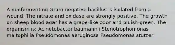 A nonfermenting Gram-negative bacillus is isolated from a wound. The nitrate and oxidase are strongly positive. The growth on sheep blood agar has a grape-like odor and bluish-green. The organism is: Acinetobacter baumannii Stenotrophomonas maltophilia Pseudomonas aeruginosa Pseudomonas stutzeri