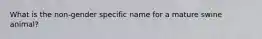 What is the non-gender specific name for a mature swine animal?