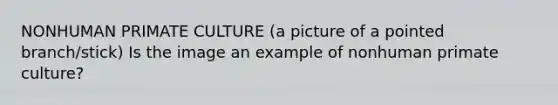 NONHUMAN PRIMATE CULTURE (a picture of a pointed branch/stick) Is the image an example of nonhuman primate culture?