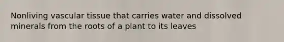 Nonliving vascular tissue that carries water and dissolved minerals from the roots of a plant to its leaves