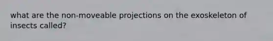 what are the non-moveable projections on the exoskeleton of insects called?