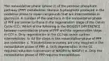 The nonoxidative phase (phase 2) of the pentose phosphate pathway (PPP) metabolizes ribulose 5-phosphate produced in the oxidative phase to make compounds that are intermediates in glycolysis. A number of the reactions in the nonoxidative phase of PPP are similar to those in the regeneration stage of the Calvin Cycle (CC). Which of the following is the BIGGEST DIFFERENCE between nonoxidative phase of PPP and the regeneration stage in CC? a. Only regeneration in the CC has seven carbon intermediates. b. All the steps in the nonoxidative phase of PPP are reversible. c. Transketolase enzymes are only required in the nonoxidative phase of PPP. d. Only regeneration in the CC requires reduction (conversion of NADPH to NADP+) e. Only the nonoxidative phase of PPP requires transaldolase.