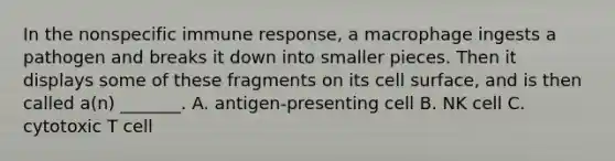 In the nonspecific immune response, a macrophage ingests a pathogen and breaks it down into smaller pieces. Then it displays some of these fragments on its cell surface, and is then called a(n) _______. A. antigen-presenting cell B. NK cell C. cytotoxic T cell