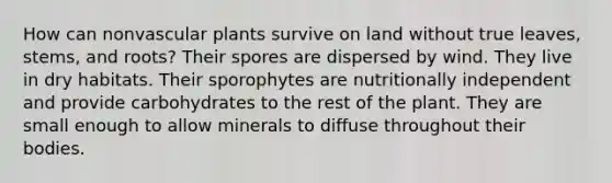 How can nonvascular plants survive on land without true leaves, stems, and roots? Their spores are dispersed by wind. They live in dry habitats. Their sporophytes are nutritionally independent and provide carbohydrates to the rest of the plant. They are small enough to allow minerals to diffuse throughout their bodies.