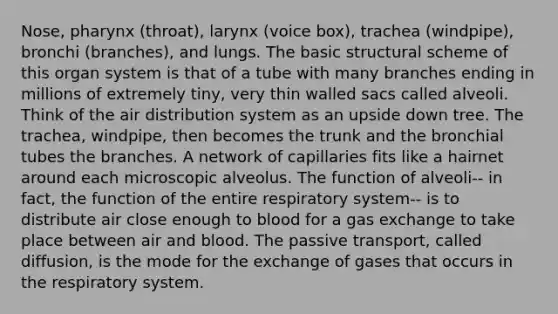 Nose, pharynx (throat), larynx (voice box), trachea (windpipe), bronchi (branches), and lungs. The basic structural scheme of this organ system is that of a tube with many branches ending in millions of extremely tiny, very thin walled sacs called alveoli. Think of the air distribution system as an upside down tree. The trachea, windpipe, then becomes the trunk and the bronchial tubes the branches. A network of capillaries fits like a hairnet around each microscopic alveolus. The function of alveoli-- in fact, the function of the entire respiratory system-- is to distribute air close enough to blood for a gas exchange to take place between air and blood. The passive transport, called diffusion, is the mode for the exchange of gases that occurs in the respiratory system.