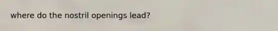 where do the nostril openings lead?