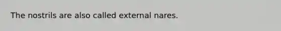 The nostrils are also called external nares.