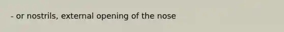 - or nostrils, external opening of the nose