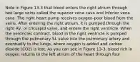 Note in Figure 13-3 that blood enters the right atrium through two large veins called the superior vena cava and inferior vena cava. The right heart pump receives oxygen-poor blood from the veins. After entering the right atrium, it is pumped through the right AV, or tricuspid valve, and enters the right ventricle. When the ventricles contract, blood in the right ventricle is pumped through the pulmonary SL valve into the pulmonary artery and eventually to the lungs, where oxygen is added and carbon dioxide (CO2) is lost. As you can see in Figure 13-3, blood rich in oxygen returns to the left atrium of the heart through four