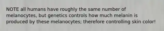 NOTE all humans have roughly the same number of melanocytes, but genetics controls how much melanin is produced by these melanocytes; therefore controlling skin color!