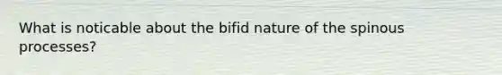 What is noticable about the bifid nature of the spinous processes?