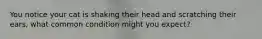 You notice your cat is shaking their head and scratching their ears, what common condition might you expect?