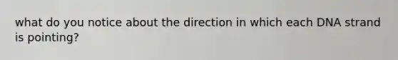 what do you notice about the direction in which each DNA strand is pointing?