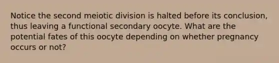 Notice the second meiotic division is halted before its conclusion, thus leaving a functional secondary oocyte. What are the potential fates of this oocyte depending on whether pregnancy occurs or not?