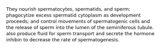 They nourish spermatocytes, spermatids, and sperm; phagocytize excess spermatid cytoplasm as development proceeds; and control movements of spermatogenic cells and the release of sperm into the lumen of the seminiferous tubule. also produce fluid for sperm transport and secrete the hormone inhibin to decrease the rate of spermatogenesis.