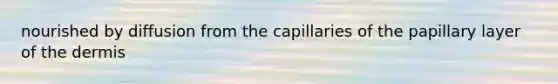 nourished by diffusion from the capillaries of the papillary layer of the dermis