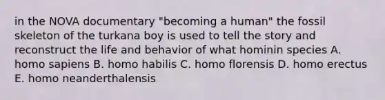 in the NOVA documentary "becoming a human" the fossil skeleton of the turkana boy is used to tell the story and reconstruct the life and behavior of what hominin species A. homo sapiens B. homo habilis C. homo florensis D. homo erectus E. homo neanderthalensis