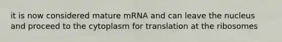 it is now considered mature mRNA and can leave the nucleus and proceed to the cytoplasm for translation at the ribosomes