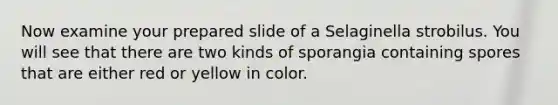 Now examine your prepared slide of a Selaginella strobilus. You will see that there are two kinds of sporangia containing spores that are either red or yellow in color.