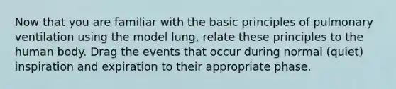 Now that you are familiar with the basic principles of pulmonary ventilation using the model lung, relate these principles to the human body. Drag the events that occur during normal (quiet) inspiration and expiration to their appropriate phase.