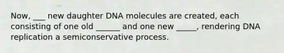 Now, ___ new daughter DNA molecules are created, each consisting of one old ______ and one new _____, rendering DNA replication a semiconservative process.