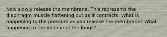 Now slowly release the membrane. This represents the diaphragm muscle flattening out as it contracts. What is happening to the pressure as you release the membrane? What happened to the volume of the lungs?