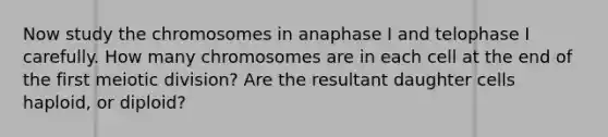 Now study the chromosomes in anaphase I and telophase I carefully. How many chromosomes are in each cell at the end of the first meiotic division? Are the resultant daughter cells haploid, or diploid?