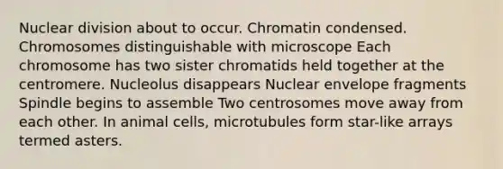 Nuclear division about to occur. Chromatin condensed. Chromosomes distinguishable with microscope Each chromosome has two sister chromatids held together at the centromere. Nucleolus disappears Nuclear envelope fragments Spindle begins to assemble Two centrosomes move away from each other. In animal cells, microtubules form star-like arrays termed asters.