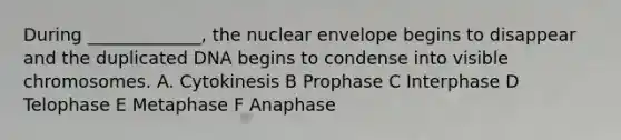 During _____________, the nuclear envelope begins to disappear and the duplicated DNA begins to condense into visible chromosomes. A. Cytokinesis B Prophase C Interphase D Telophase E Metaphase F Anaphase