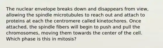 The nuclear envelope breaks down and disappears from view, allowing the spindle microtubules to reach out and attach to proteins at each the centromere called kinetochores. Once attached, the spindle fibers will begin to push and pull the chromosomes, moving them towards the center of the cell. Which phase is this in mitosis?