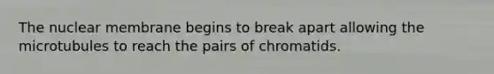 The nuclear membrane begins to break apart allowing the microtubules to reach the pairs of chromatids.