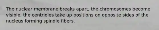 The nuclear membrane breaks apart, the chromosomes become visible, the centrioles take up positions on opposite sides of the nucleus forming spindle fibers.