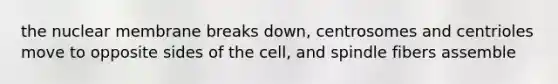 the nuclear membrane breaks down, centrosomes and centrioles move to opposite sides of the cell, and spindle fibers assemble