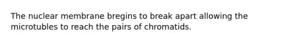 The nuclear membrane bregins to break apart allowing the microtubles to reach the pairs of chromatids.