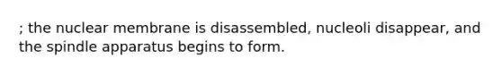 ; the nuclear membrane is disassembled, nucleoli disappear, and the spindle apparatus begins to form.