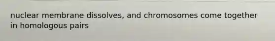 nuclear membrane dissolves, and chromosomes come together in homologous pairs