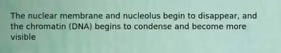 The nuclear membrane and nucleolus begin to disappear, and the chromatin (DNA) begins to condense and become more visible