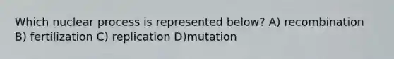 Which nuclear process is represented below? A) recombination B) fertilization C) replication D)mutation