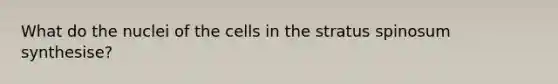 What do the nuclei of the cells in the stratus spinosum synthesise?