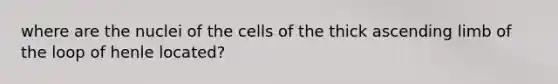 where are the nuclei of the cells of the thick ascending limb of the loop of henle located?