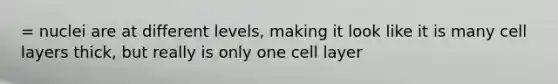 = nuclei are at different levels, making it look like it is many cell layers thick, but really is only one cell layer